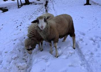 Sprzedam pięknego barana !!