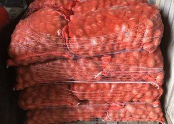 Ziemiaki jadalne paszowe wielkości sadzeniaka Vineta Denar