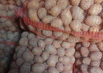 Ziemniaki Sadzeniaki Gwiazda