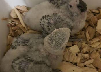 Żako Psittacus erithacus