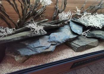 Terrarium hodowlane dla gekona lamparciego żółwia greckiego