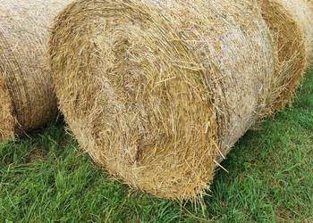 słoma jęczmienna baloty120x140 możliwość transportu