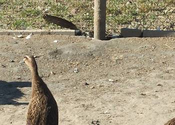 Kaczki biegusy, biegusy indyjskie.