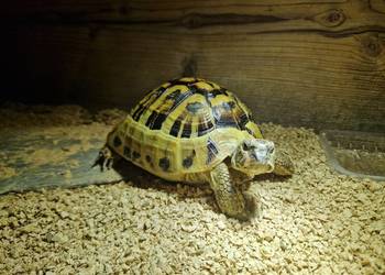 Żółw grecki
