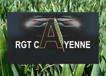 Pszenica ozima RGT Cayenne materiał siewny C1