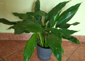 Skrzydłokwiat Diamond Variegata, duża roślina, 44 cm wysokość