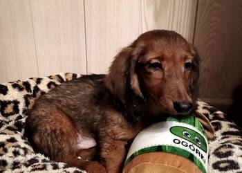 Jamnik długowłosy miniaturowy -piesek