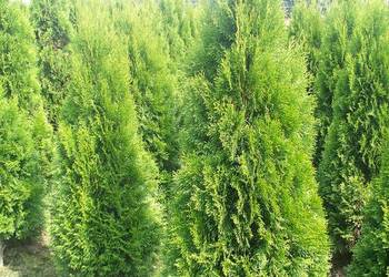 Tuja Thuja Tuje Szmaragd 'Smaragd' 160-170cm