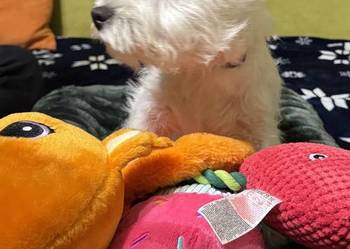 WEST HIGHLAND WHITE TERRIER