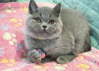 Śliczna koteczka juz do odbioru  Rodowód Międzynarodowy