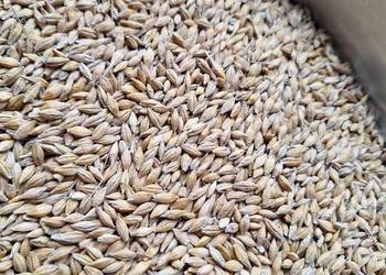 Sprzedam jeczmień jary