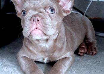 Buldog francuski pies isabella