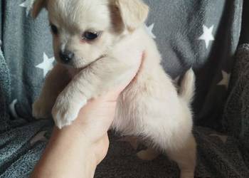 Urocze szczenięta rasy Chihuahua