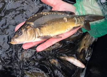 Karp 15-20cm Węgorz jesiotr