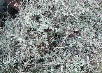 Trzmielina ,pnącze , cięte