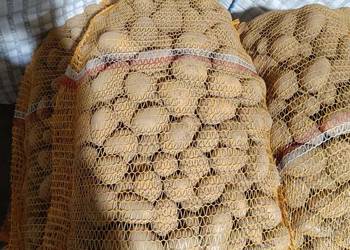 Ziemniaki sadzeniaki Mariola Soraya marabel