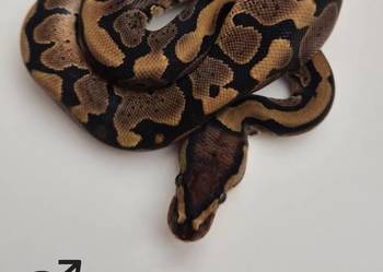 Pyton królewski Yellow Belly het. Piebald