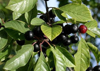 KRUSZYNA POSPOLITA Frangula alnus NASIONA 500 sztuk - 10g.