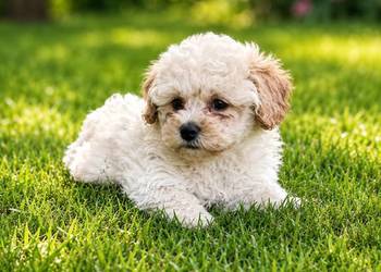 Maltipoo suczka gotowa do odbioru