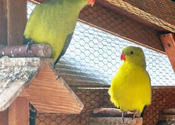 Papugi Księżniczki Słoneczne z dokumentami