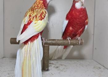 Rozella  rubino para