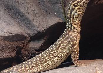 waran kolczastoogonowy acanthurus