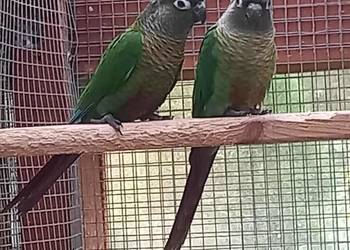 Sprzedam rudosterki Sprzedam rudosterki