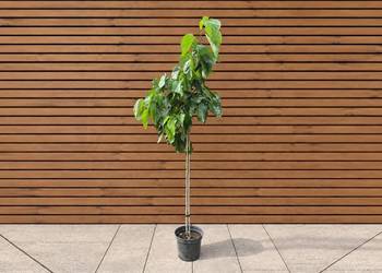 Morwa szerokolistna 'Spirata', wys. 120-220 cm
