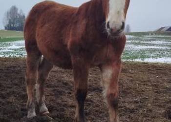 2 źrebówki, 3 ogierki