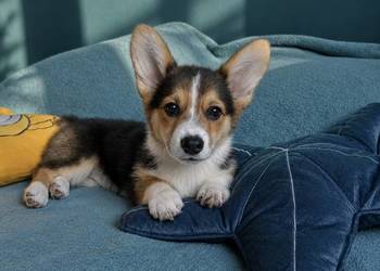 Welsh Corgi Pembroke Dziewczynka