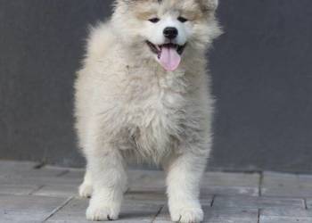 Suczka długowłosa Akita Inu zkwp