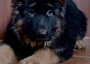 Owczarek niemiecki długowłosy potężne szczeniaki w rożnym wieku