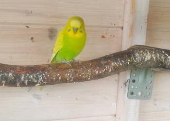 Papugii