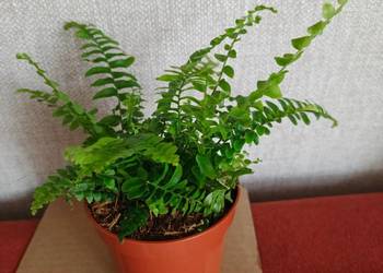 Roślina doniczkowa paprotka bostońska.