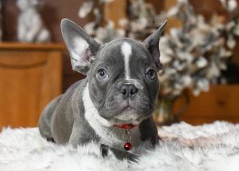 Buldog francuski sunia Gotowa do odbioru BAJKA