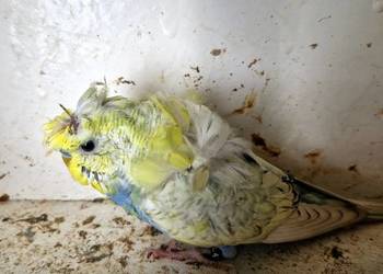 Papugi faliste helikoptery 2f