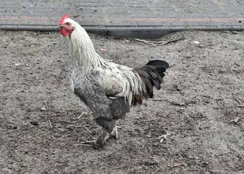 To juz ostatnie sztuki koguty z wolnego wybiegu młode