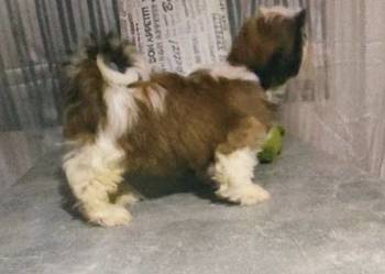 Shih Tzu FCi ZKwp
