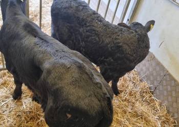 Witam Sprzedam Byczki POLSKIE