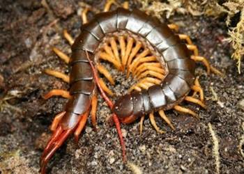 Scolopendra subspinipes+terrarium