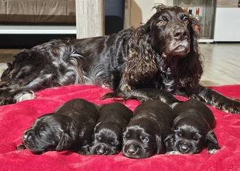 Płochacz niemiecki WACHTELHUND