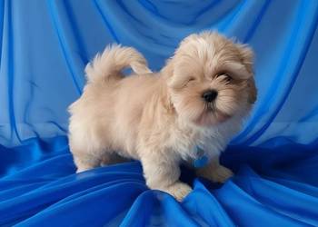 Piękny piesek shih tzu szuka domku
