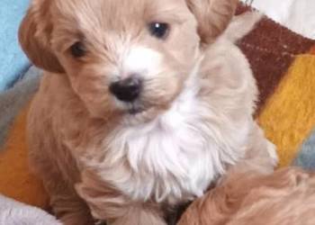 Sprzedam pieski rasy maltipoo z czipem, zaszczepione