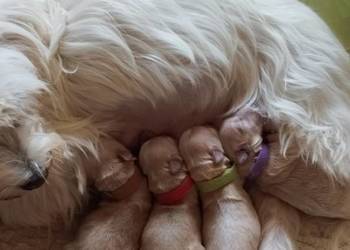 Maltipoo rezerwacjs