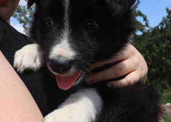 Border Collie przyjaciel zabawa