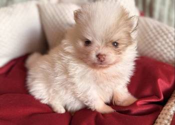 Szpic miniaturowy/pomeranian