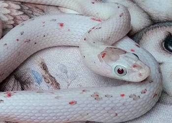 Wąż zbożowy, węże zbożowe, zbożówka PALMETTO - niebieskookie - SAMICA