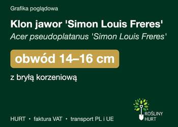 Klon jawor 'Simon Louis Freres' obwód 14-16 cm, z bryłą – HURT