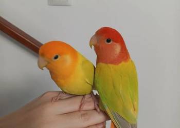 Papugi nierozłaczki