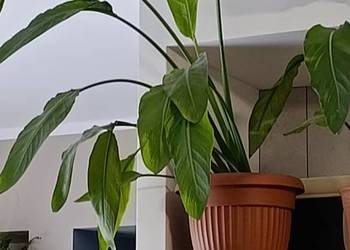 skrzydłokwiat bardzo pilnie sprzedam